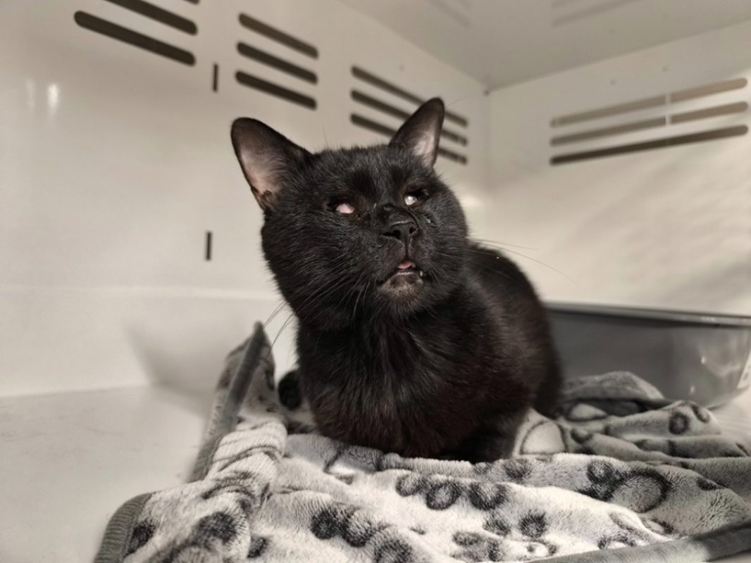 Titi - Chat Européen à adopter
