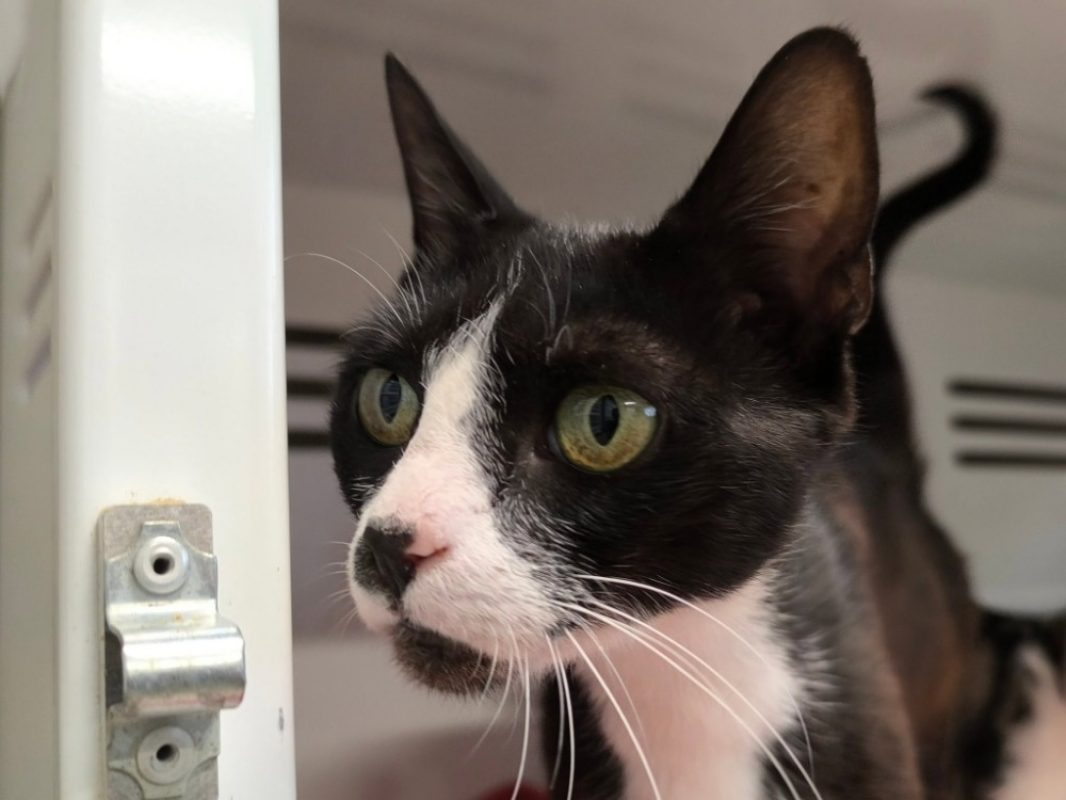 Cannelle - Chat Européen à adopter