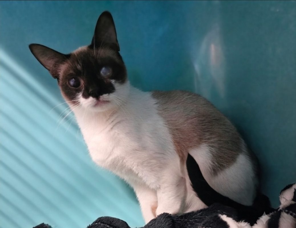 Jema - Chat Européen à adopter