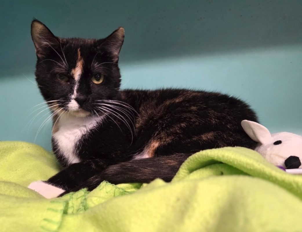 Patch - Chat Européen à adopter