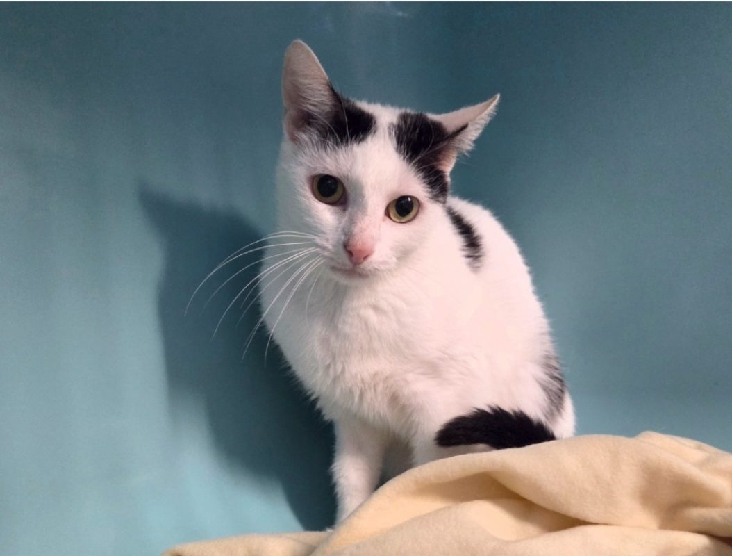 Zimmia - Chat Européen à adopter