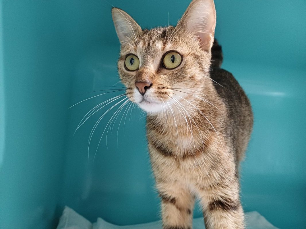 Appy - Chat Européen à adopter - photo 2