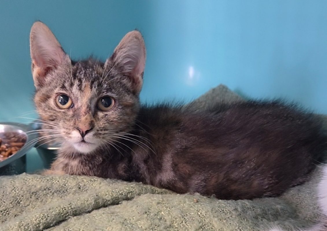 Groseille - Chat Européen à adopter