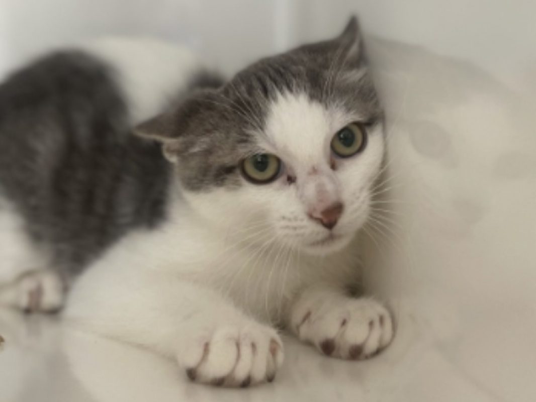 Litchi - Chat Européen à adopter