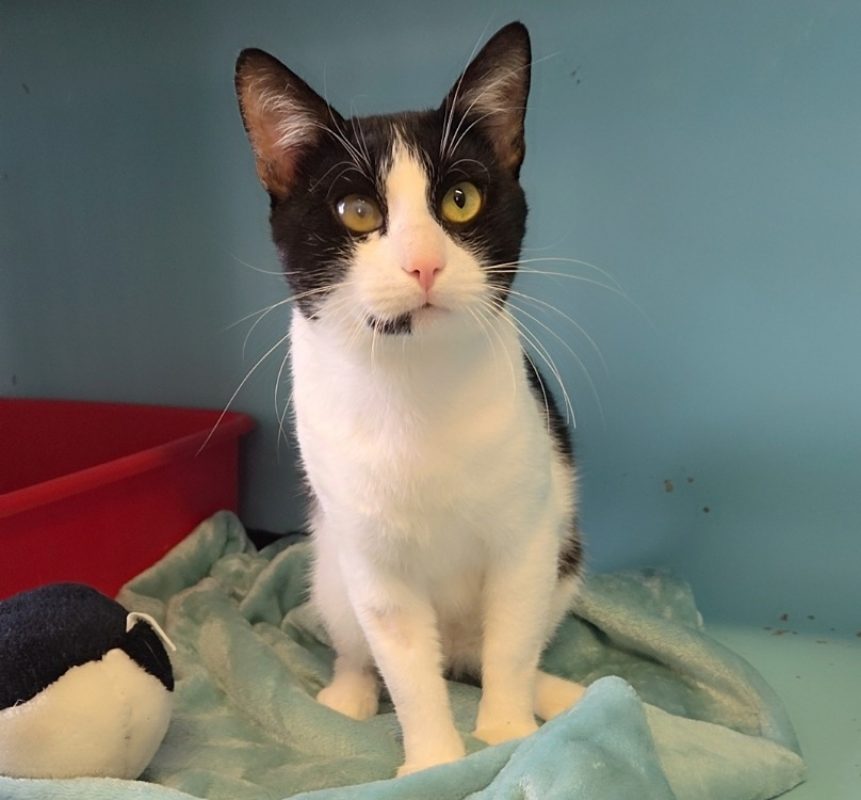 Pandy - Chat Européen à adopter