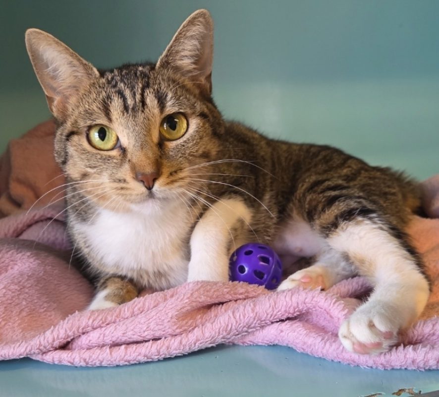 Lolette - Chat Européen à adopter