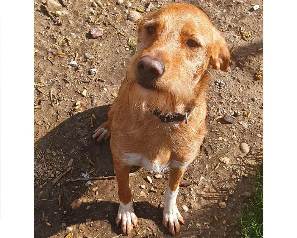 Symba - Chien Podenco Canario à adopter