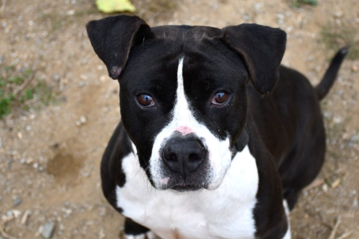 Tithan - Chien à adopter