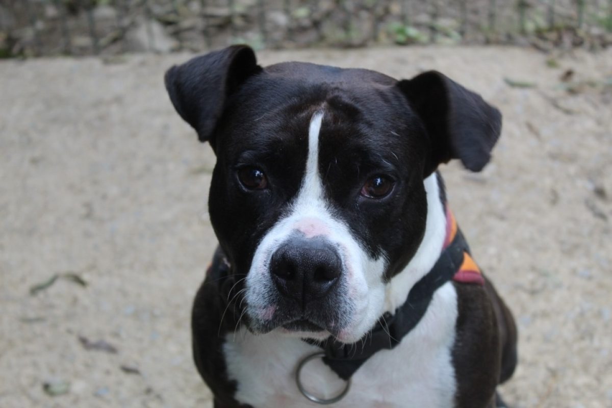 Tithan - Chien à adopter - photo 2
