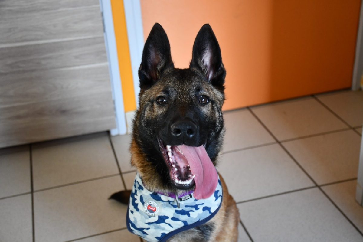 Diego - Chien Berger Belge Malinois à adopter