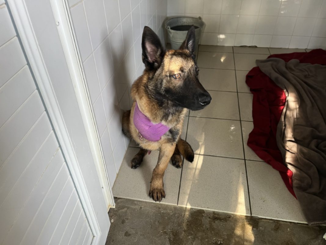 Diego - Chien Berger Belge Malinois à adopter - photo 2