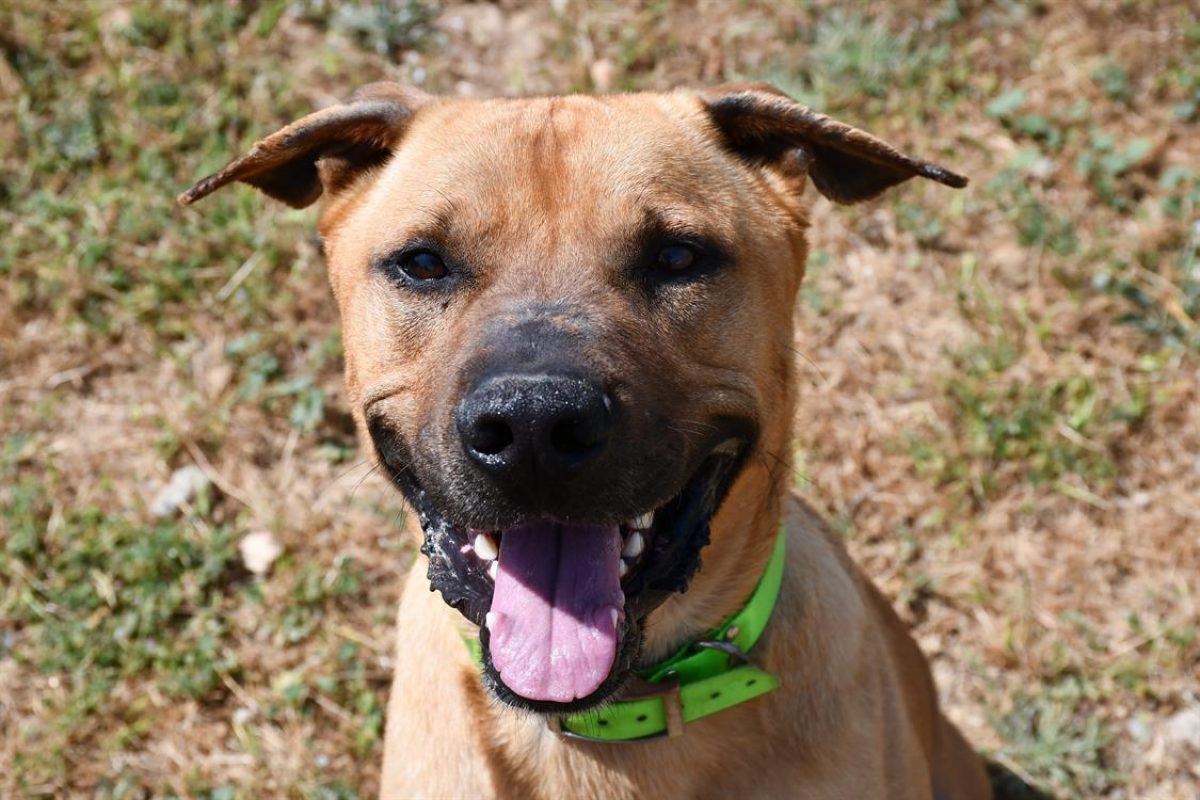 Shadow - Chien Cane Corso à adopter
