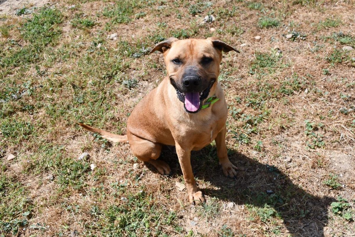 Shadow - Chien Cane Corso à adopter - photo 2