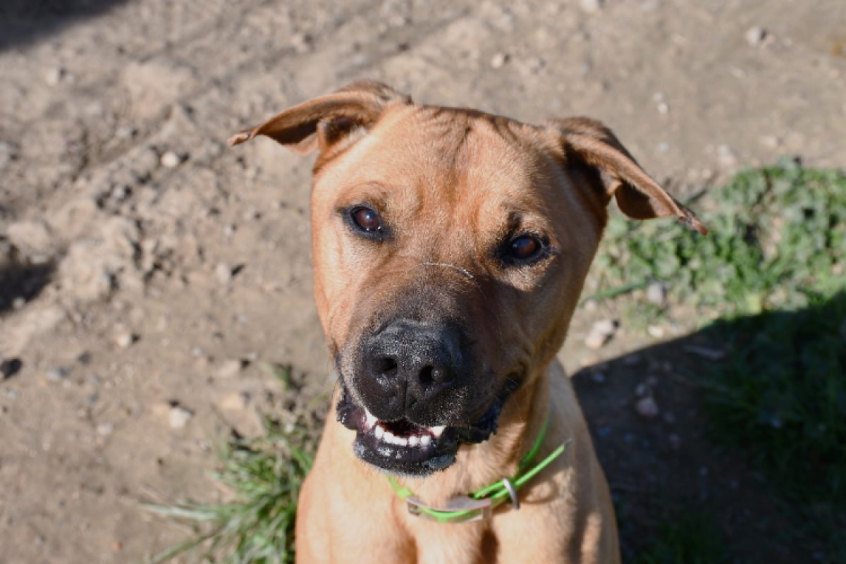 Shadow - Chien Cane Corso à adopter - photo 3