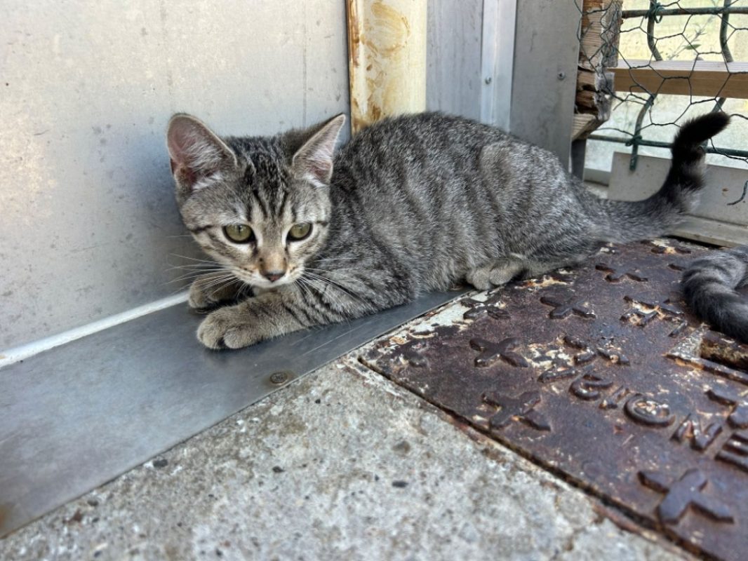 Xenia - Chat Européen à adopter