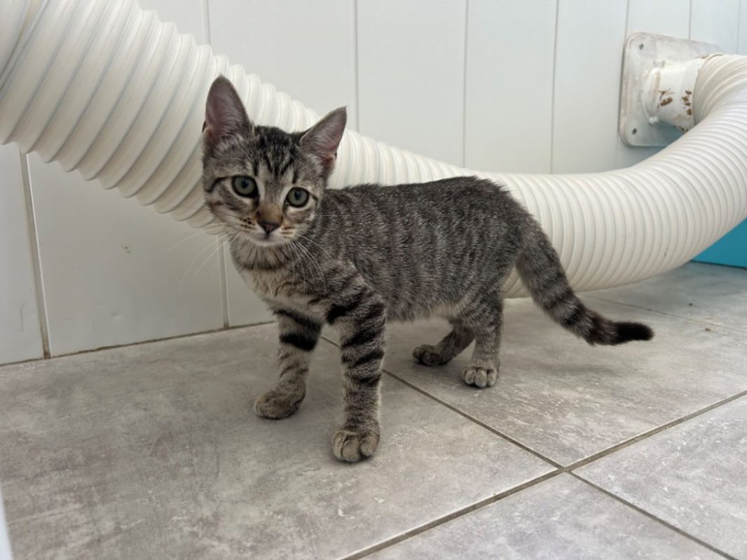 Hippocampe - Chat Européen à adopter