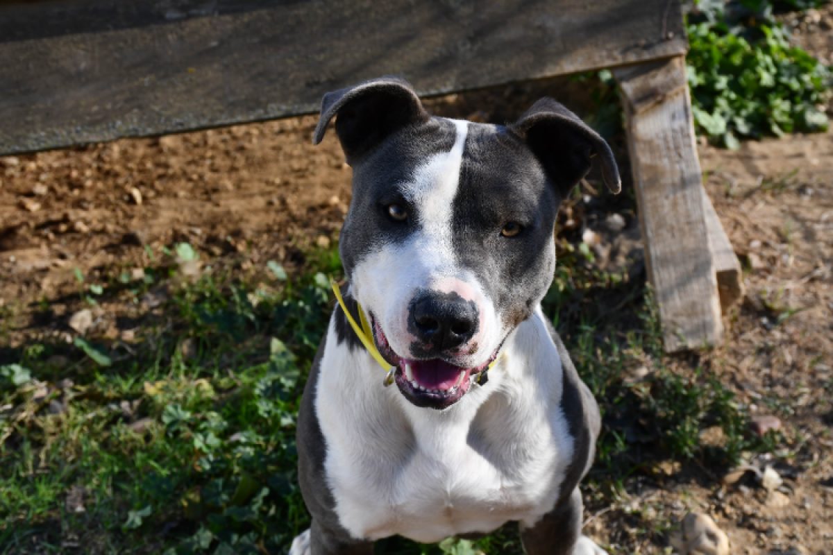 Max - Chien à adopter