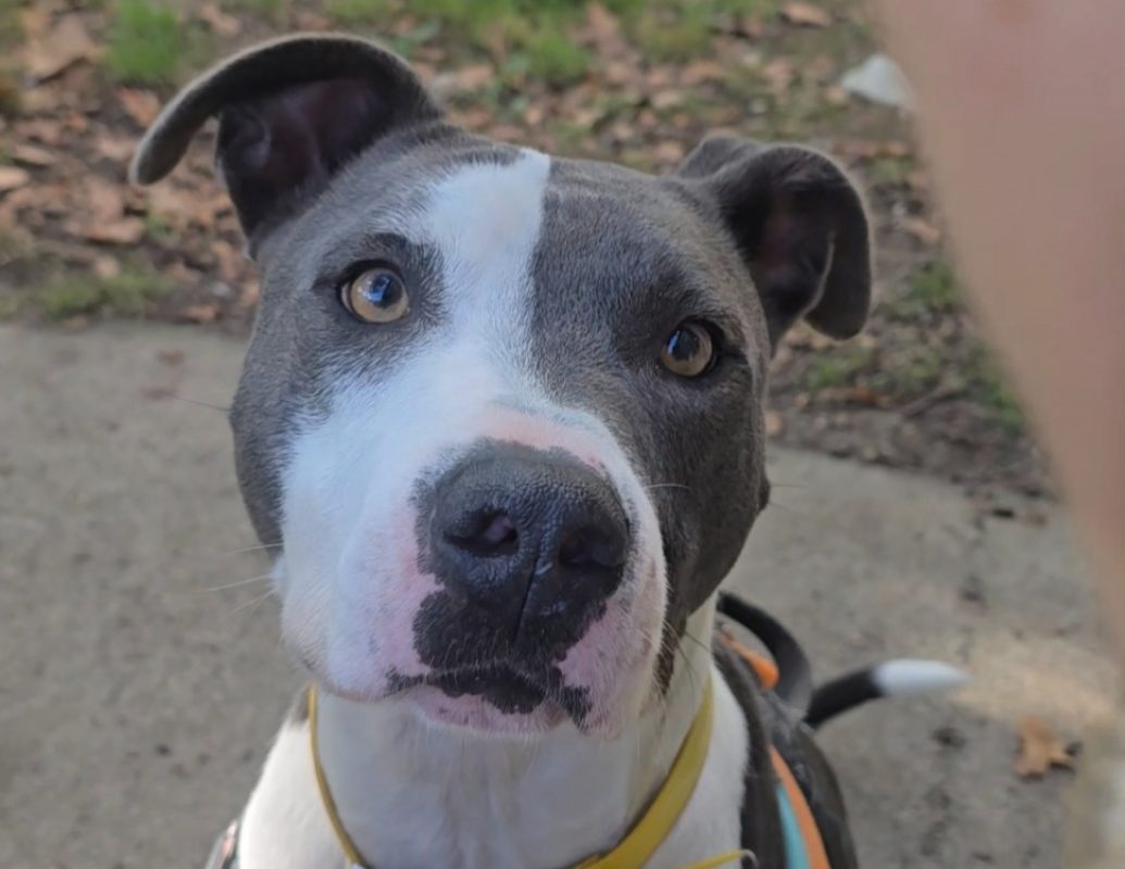 Max - Chien à adopter