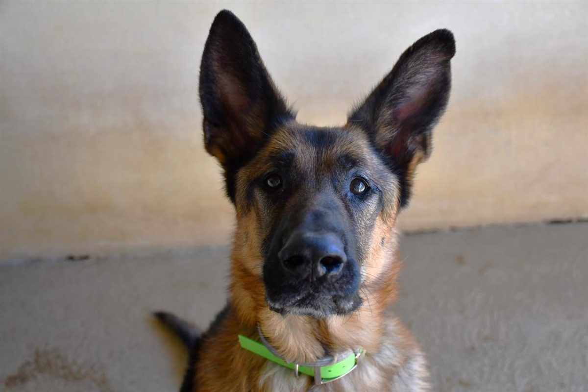 Cooper - Chien Berger Allemand à adopter