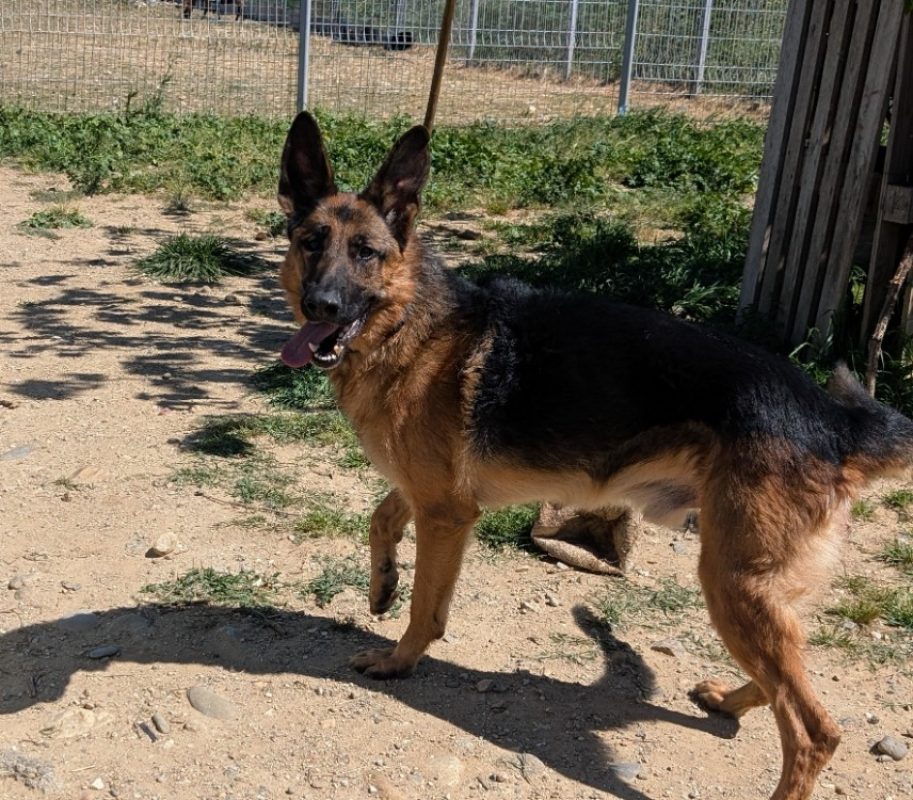 Cooper - Chien Berger Allemand à adopter - photo 2