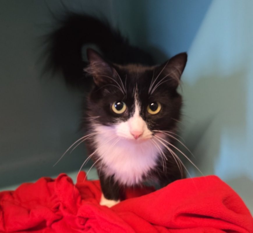 Ananas - Chat Européen à adopter
