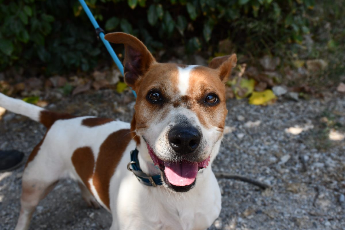 Jacky - Chien à adopter