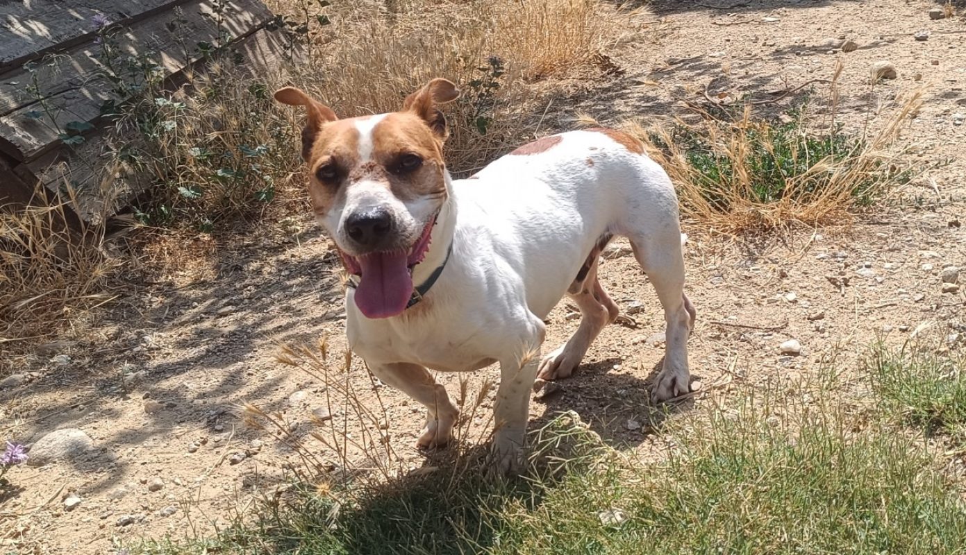 Jacky - Chien à adopter - photo 2