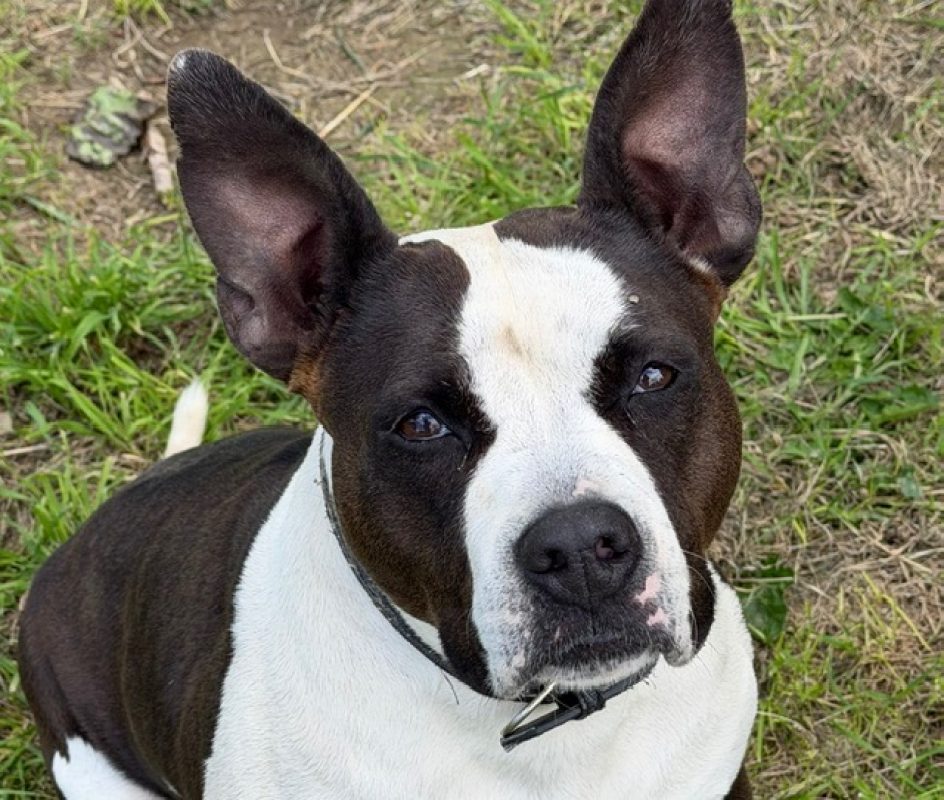 Scarla - Chien Bouledogue Américain à adopter