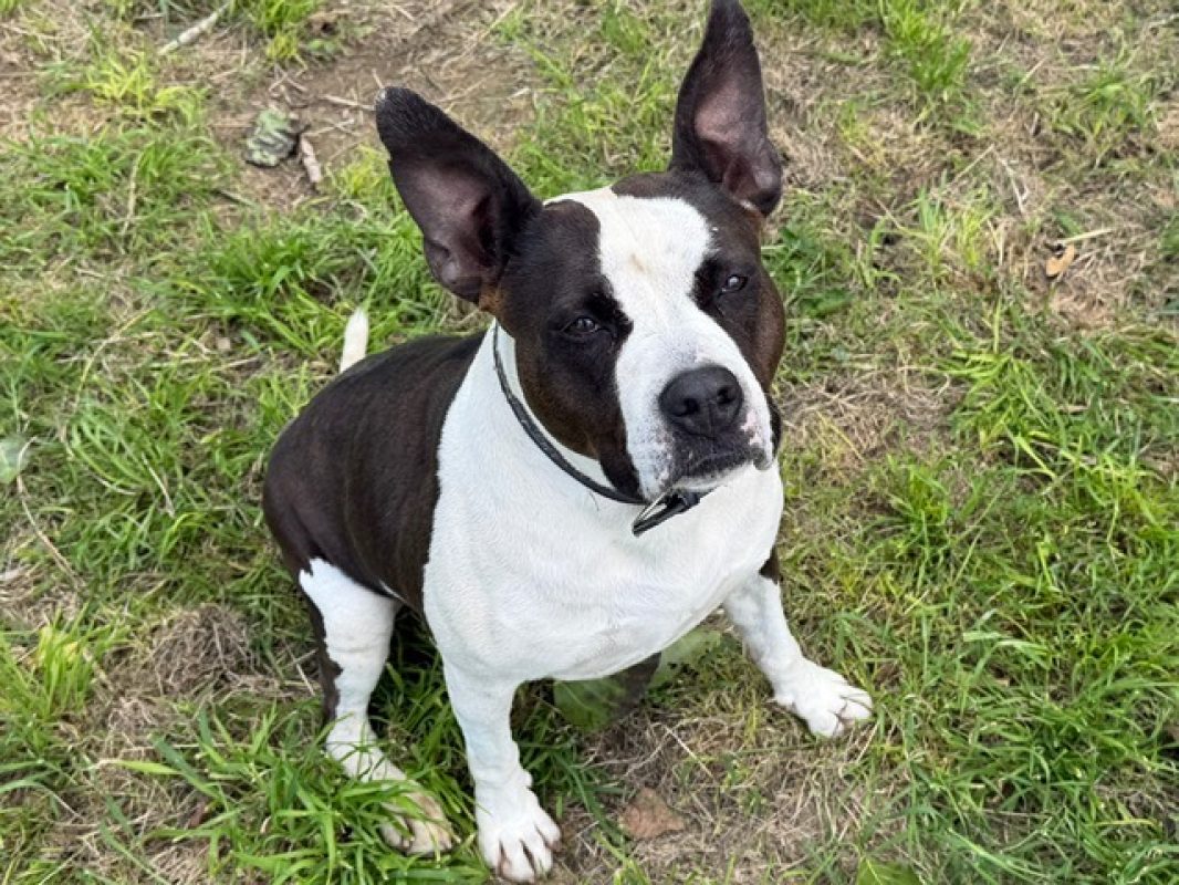 Scarla - Chien Bouledogue Américain à adopter - photo 2