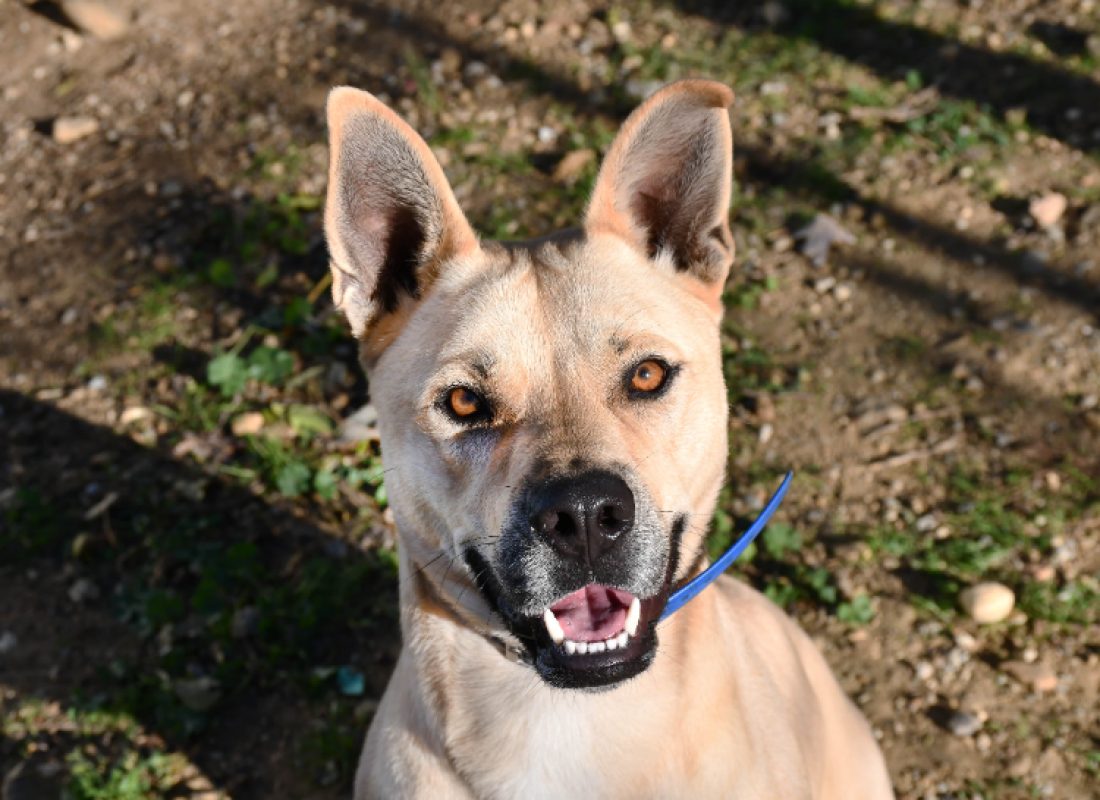 Jumpy - Chien à adopter
