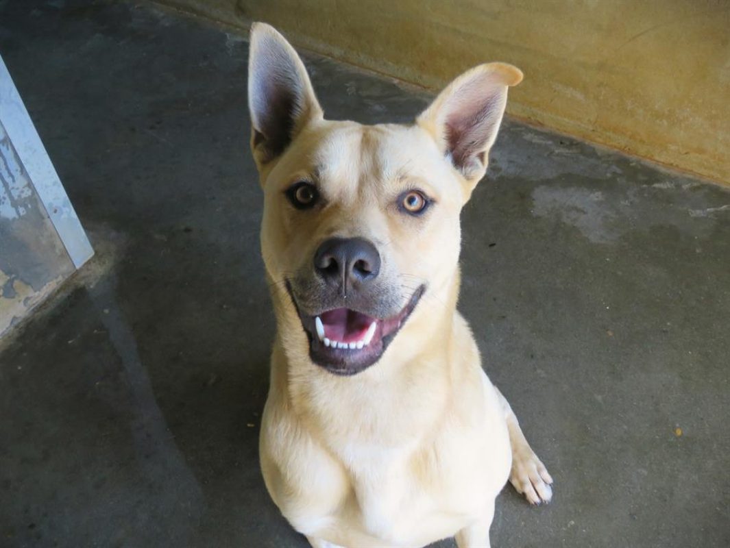 Jumpy - Chien à adopter - photo 2