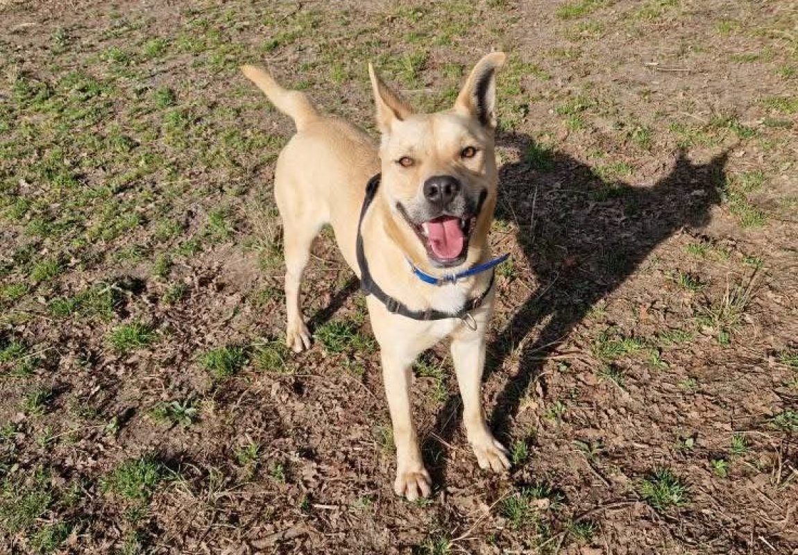 Jumpy - Chien à adopter - photo 3