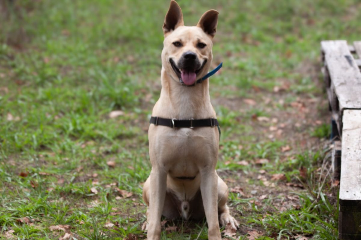 Jumpy - Chien à adopter - photo 4