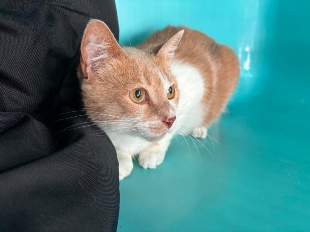 Masta - Chat Européen à adopter