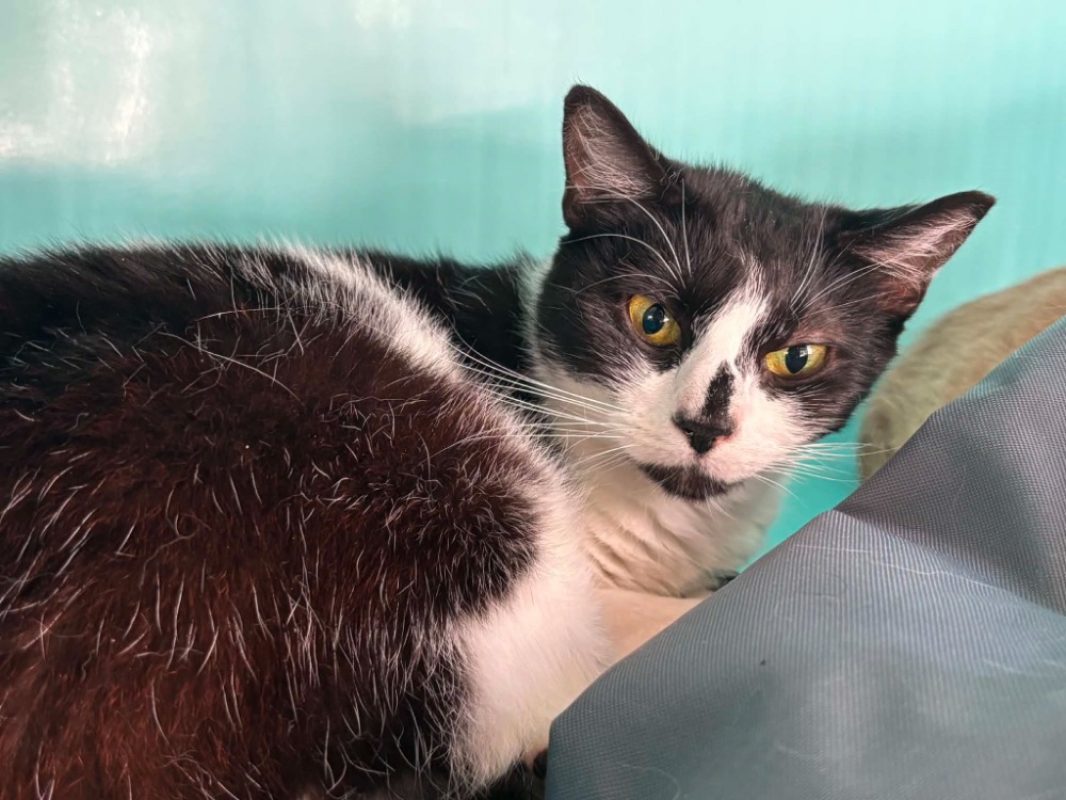 Tina - Chat Européen à adopter