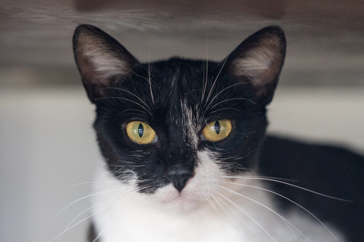 Mily - Chat à adopter