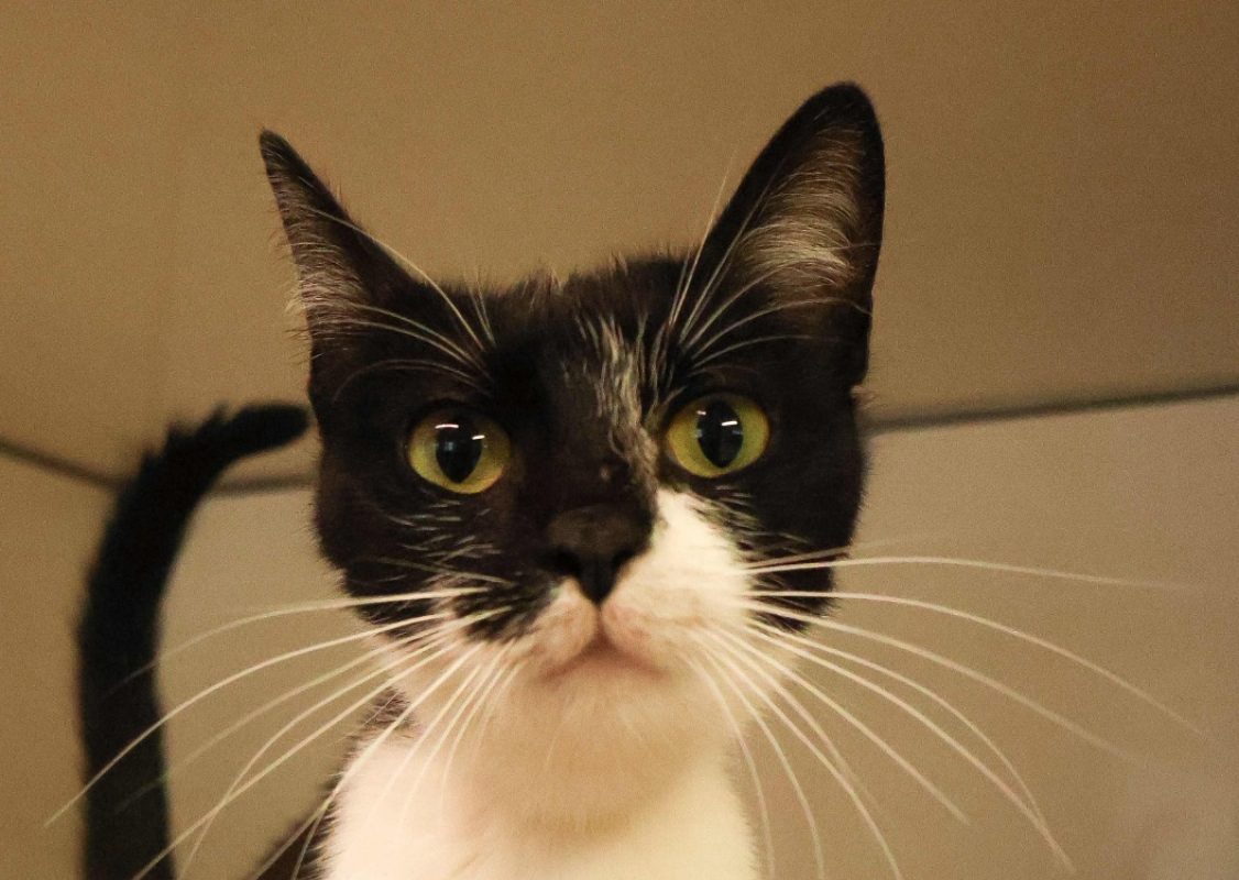 Mily - Chat à adopter - photo 2