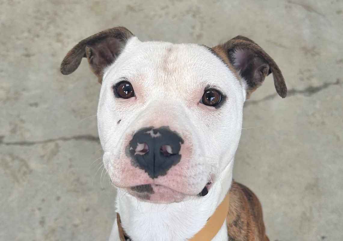 Dragibus - Chien à adopter