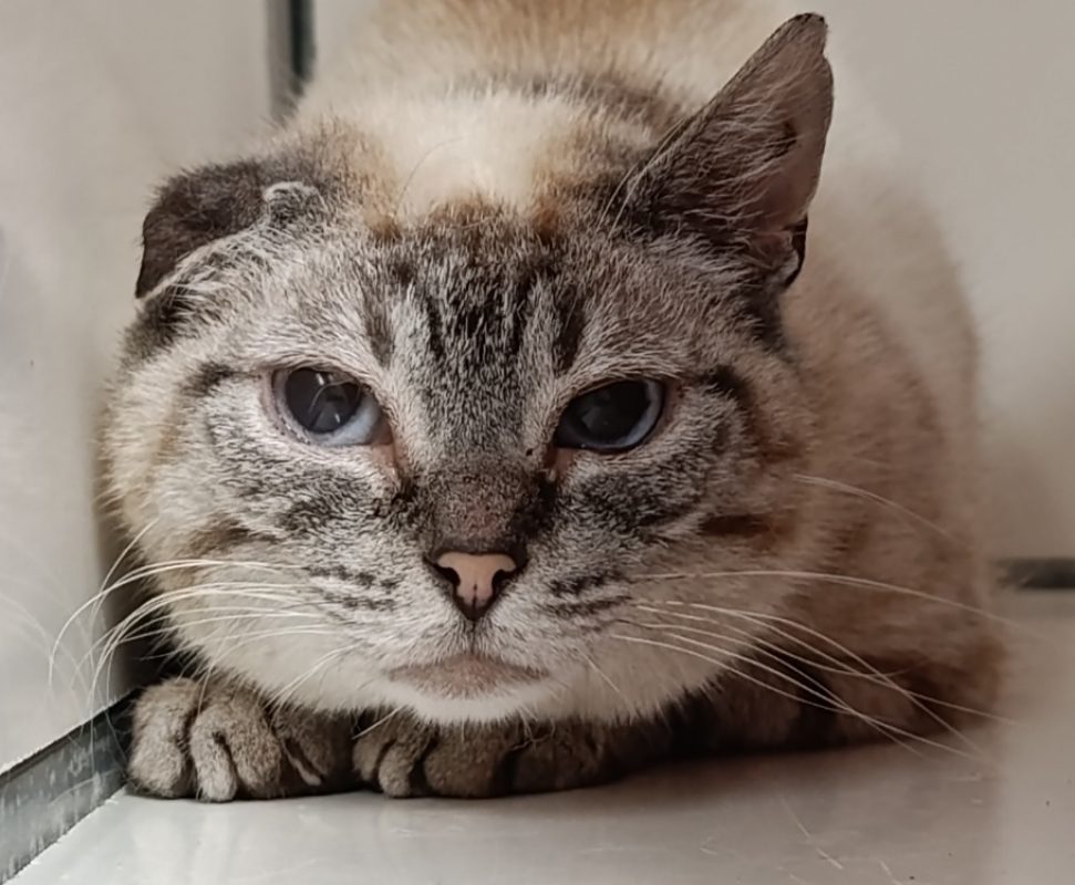 Zendaya - Chat à adopter