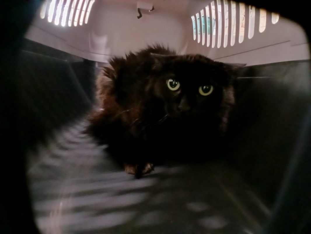 Nell - Chat Européen à adopter