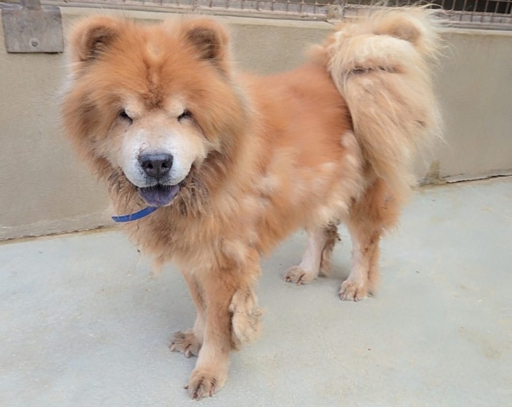 Dobby - Chien Chow Chow à adopter