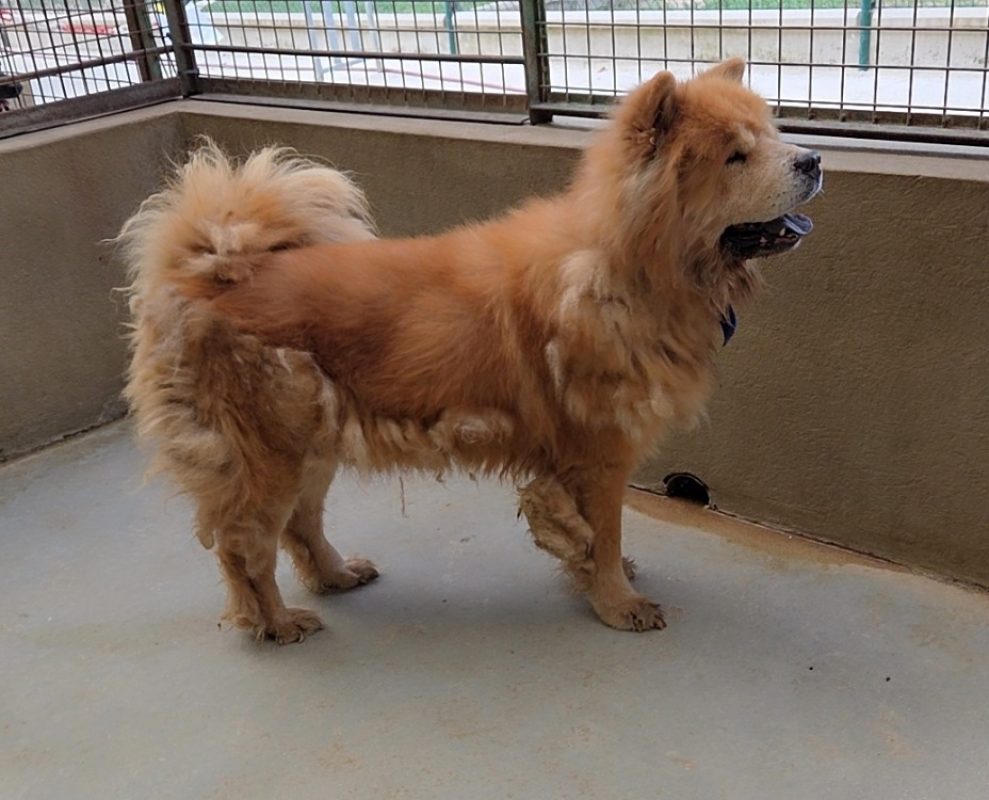 Dobby - Chien Chow Chow à adopter - photo 3