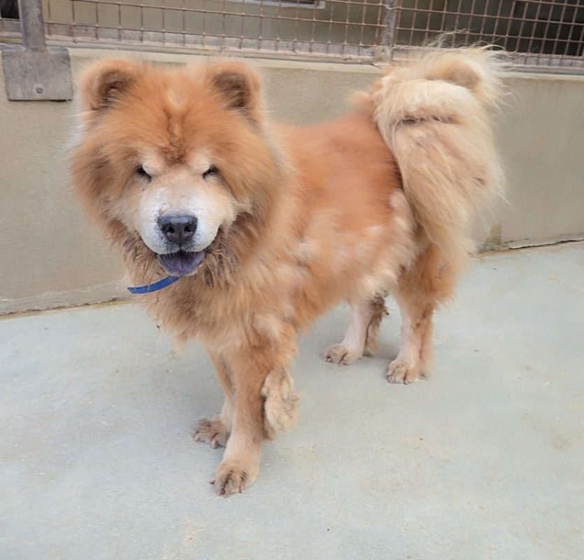 Dobby - Chien Chow Chow à adopter - photo 2