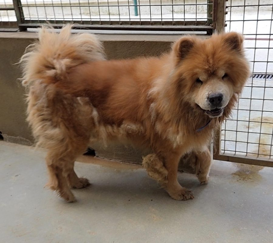 Dobby - Chien Chow Chow à adopter - photo 4