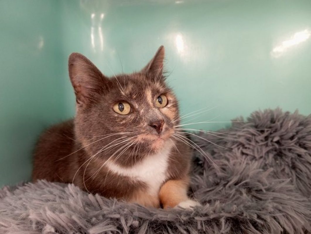 Micha - Chat Européen à adopter