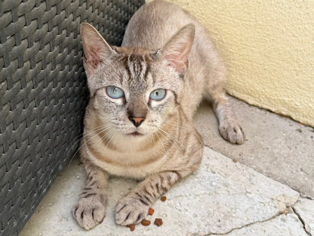 Steel - Chat Européen à adopter