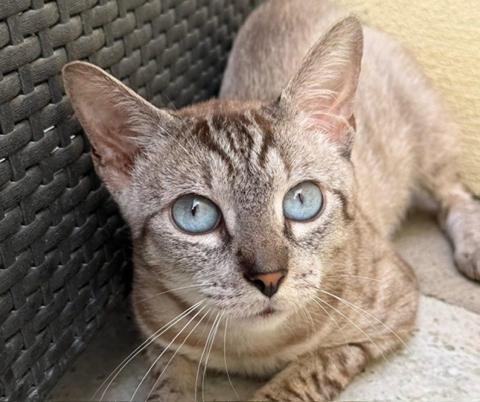 Steel - Chat Européen à adopter - photo 2