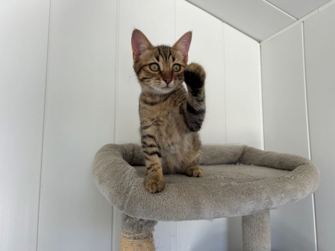 Bill - Chat Européen à adopter