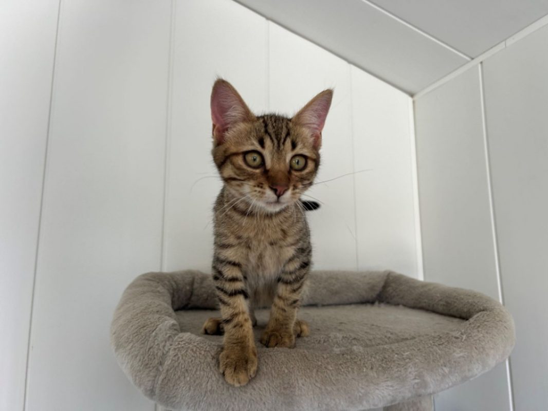 Bill - Chat Européen à adopter - photo 2