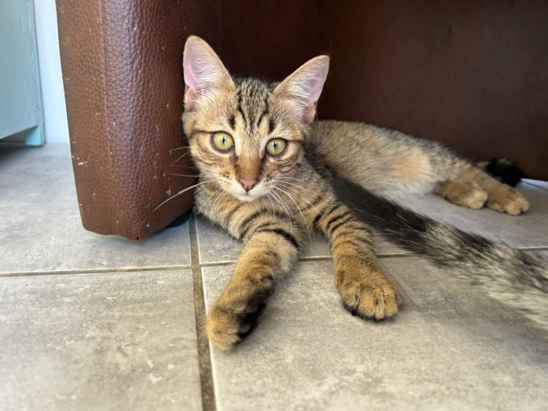 Bill - Chat Européen à adopter - photo 3